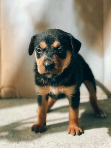 Lindos cachorros pra adoção