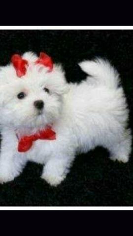 Maltês micro machinho