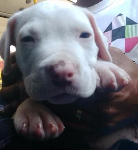 Pitbull Red Noose Macho