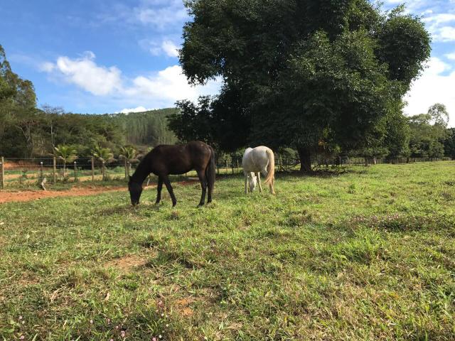 Potro MM controlado (chipado)