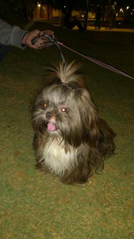 Promoção Shtzu mini