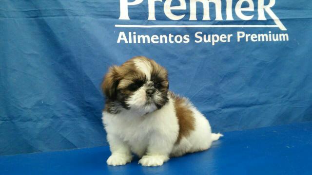 Promoção de Shih tzu à pronta entrega