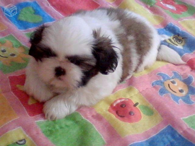 Shih Tzu direto do criador machos e fêmeas