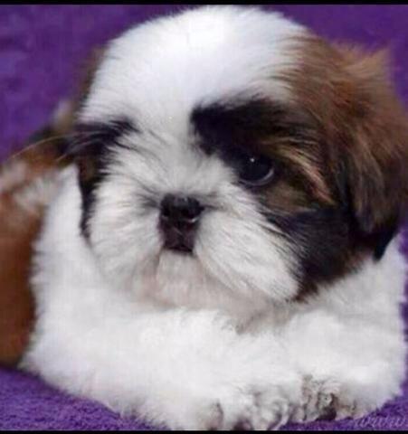 Shih Tzu fofurinhas