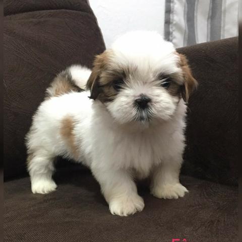 Shih tzu machinho