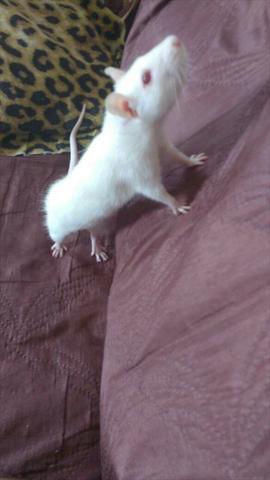 Twitters parente do hamster