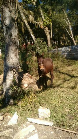 Vende mula xucra por cavalo crioulo