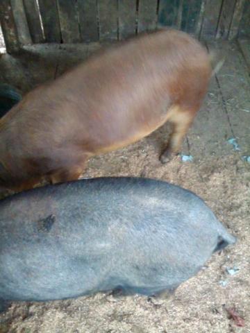 Vendos um casal de porcos,media de 35 kg e uma leitoa de 3