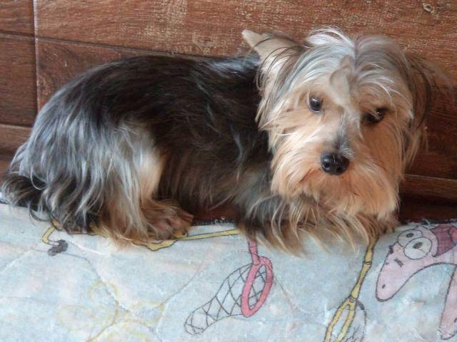 Yorkshire Terrier Femea