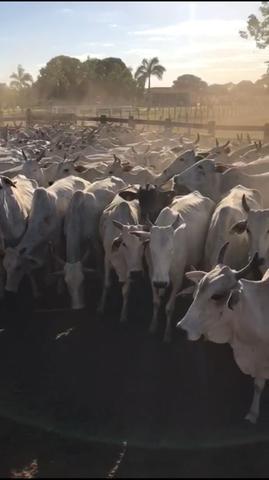 155 Vacas Inseminadas de Angus e 60 Vacas Paridas