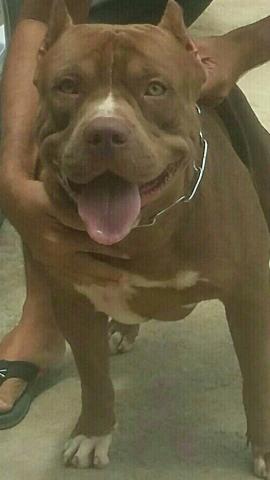 American Pit Bull Terrier