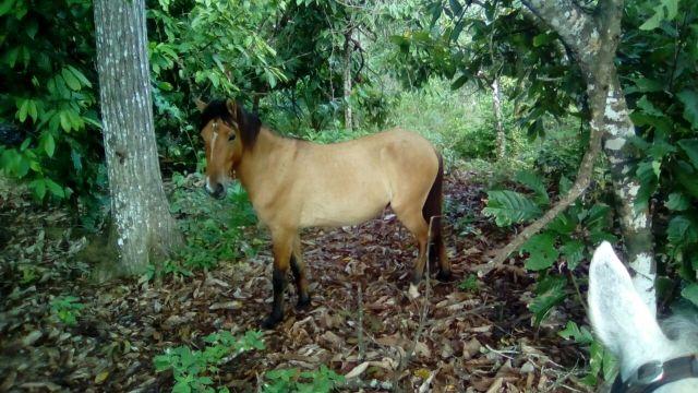 Cavalo mestiço de Mangalarga e Piquira