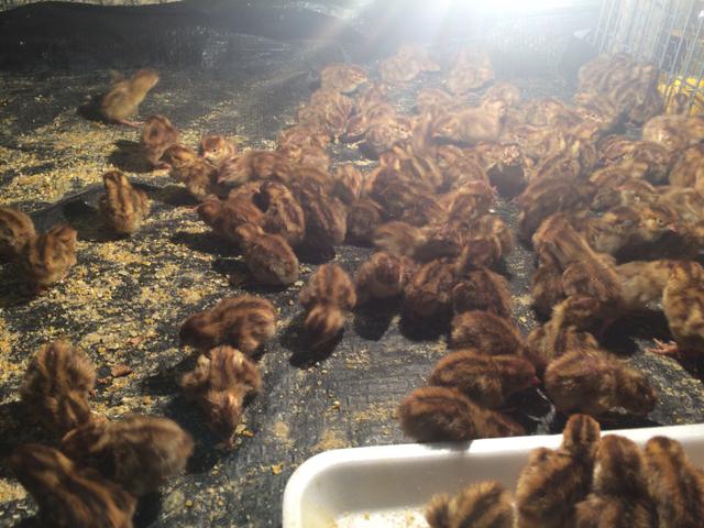 Codornas japonesa com 3 dias