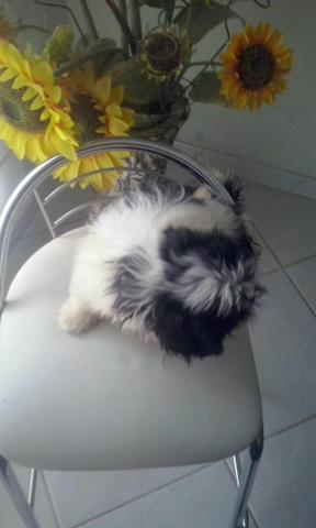 LHASA APSO CÃOZINHO de companhia
