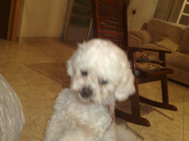 Lhasa Apso Branca e Champagne