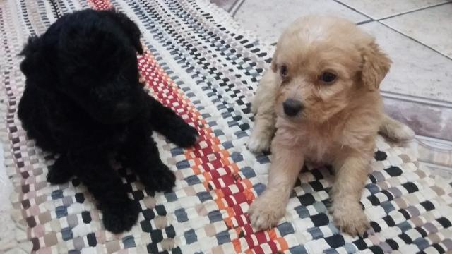 Lindo casal de poodle