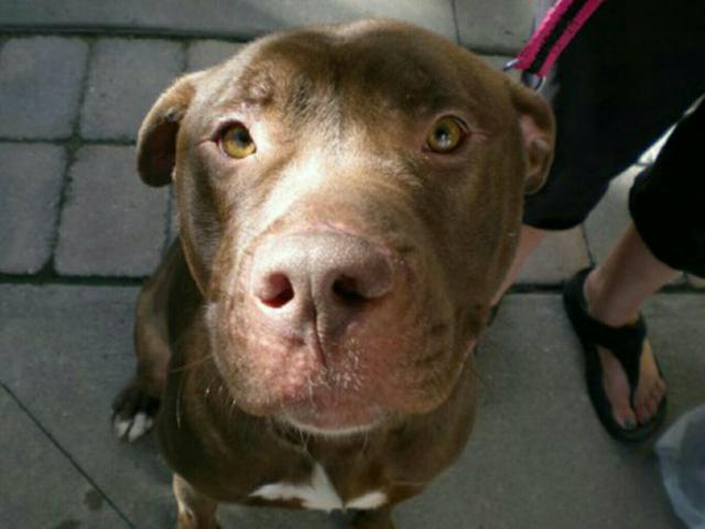 Pitbull red macho chocolate nariz rosa super docio