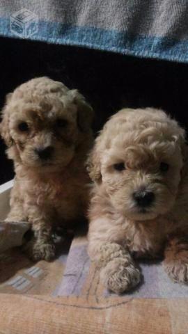 Poodle pequenininhos porte mini