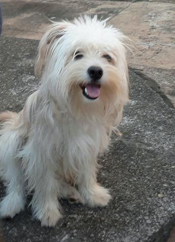 Procura se. esse cachorro (perdido)