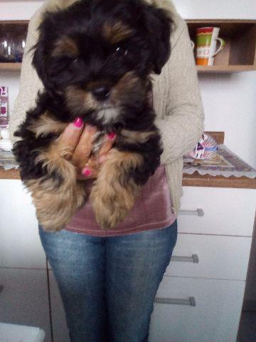 Shih Tzu Cachorro