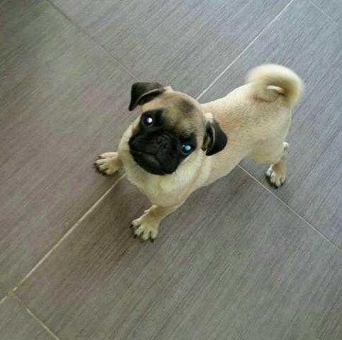 Vendo Pug