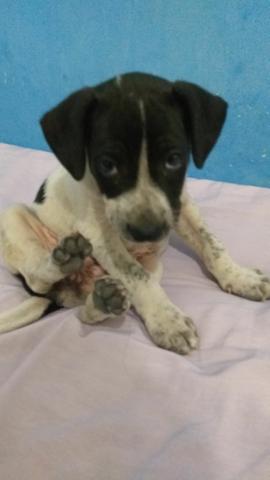 Cachorro fêmea para adoção