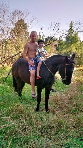 Cavalo crioulo mouro (Gravatai)