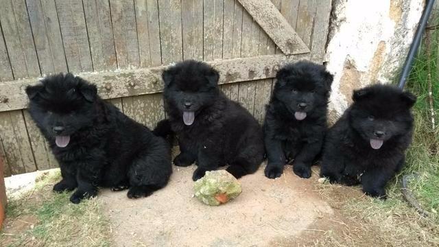 Chow Chow fêmeas vacinadas e vermifugadas 12 x no cartao