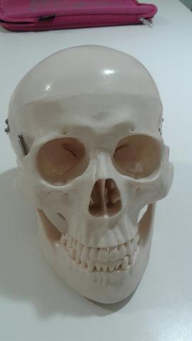 Crânio em resina para estudo anatômico