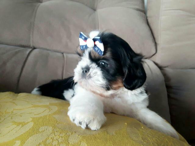 FOFINHO!! ShihTzu machinho