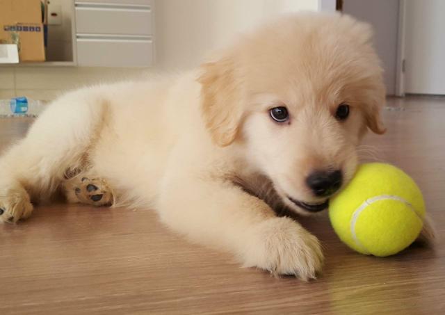 Golden Retriever