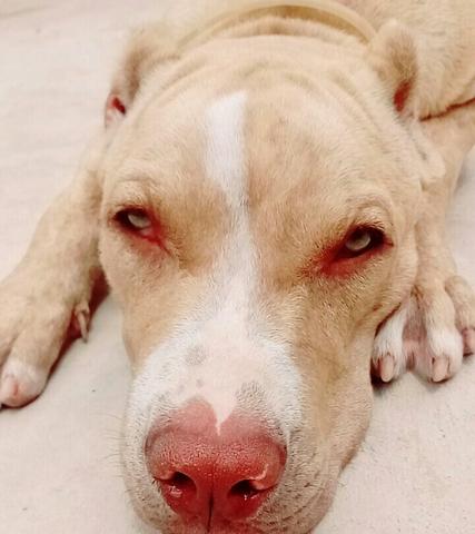 PitBull Red Nose