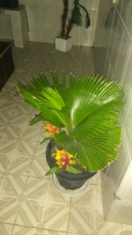 Plantas vivas muito bem cuidadas vendo a unidade ou todas