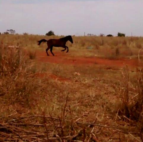 Potro American Trotter