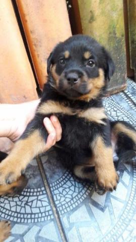 Rottweiler por 500 aceito cartão
