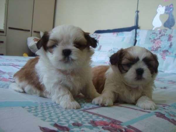 Shih Tzu ja estão disponiveis para entrega