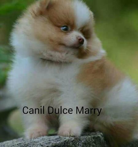 Spitz alemão anão Fêmea Clarinha disponível