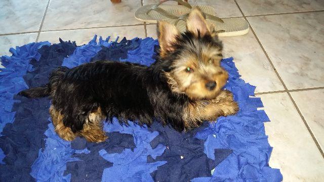 Yorkshire Terrier