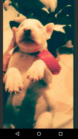 Bull terrier com pedigree macho