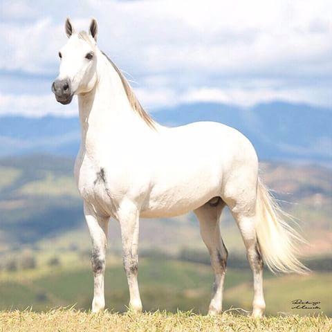 Cobertura Quebranto Bela Cruz