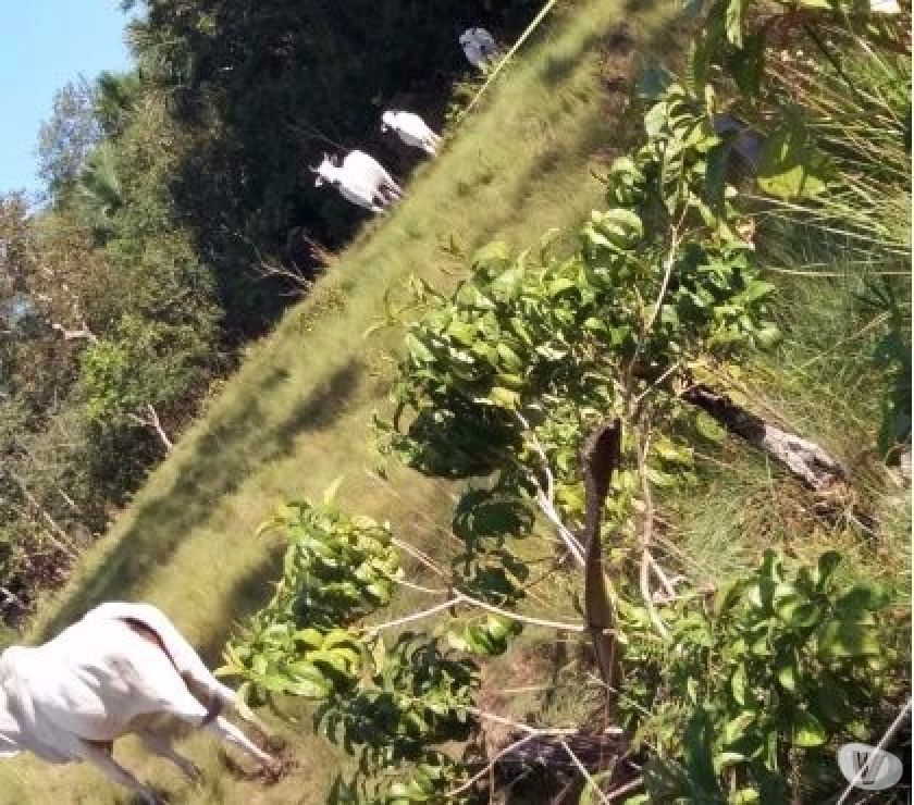 Fazenda com 795hectares no poxoreo 