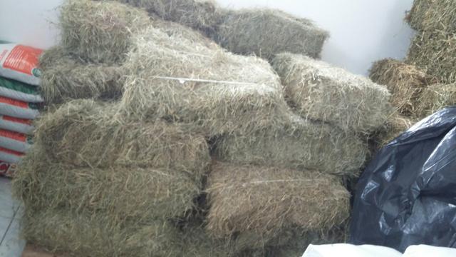 Feno tifton em fardos  reais