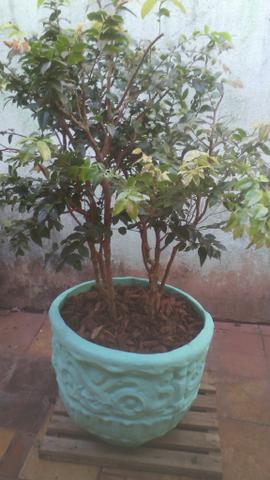 Jabuticaba produzindo