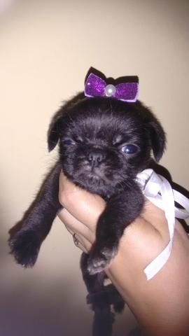 Pug preta fêmea muito pequena