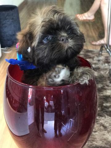 Shih tzu Mini Macho