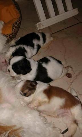 Shihtzu pra reservas