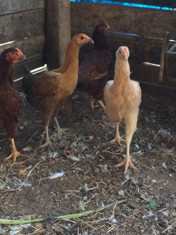 Venda de galinhas Isa brown, rhodia, shamo e etc
