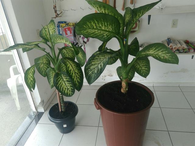 Vendo dois vasos de comigo ninguém pode