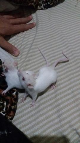 Vendo petmouses ou twisters