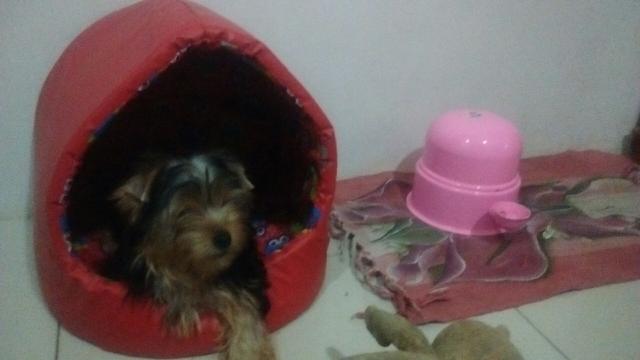 Yorkshire de 4 meses macho